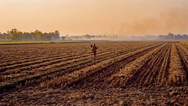India Burns 23 Million Tonnes of Farm Waste Every Year. Here Is Why.