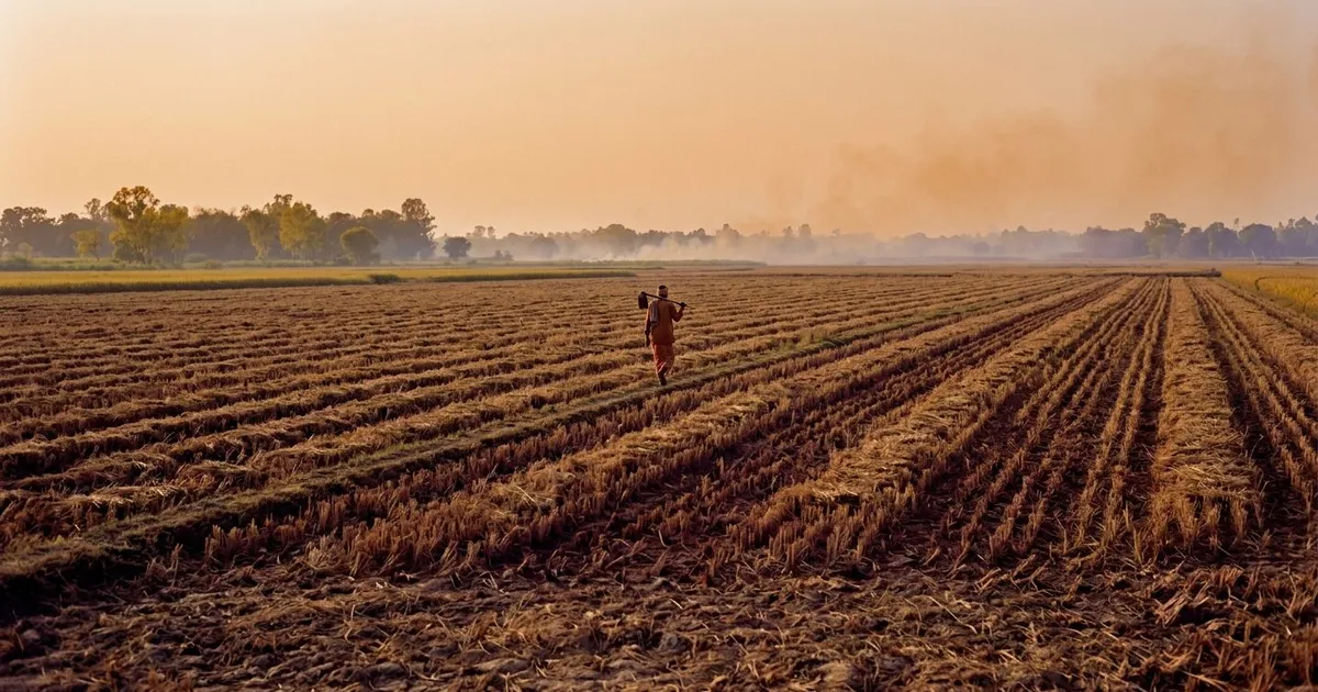 India Burns 23 Million Tonnes of Farm Waste Every Year. Here Is Why.